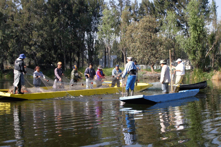 Pese a orden de un juez, Secretaría de Medio Ambiente de CDMX incumple con reforestar Xochimilco