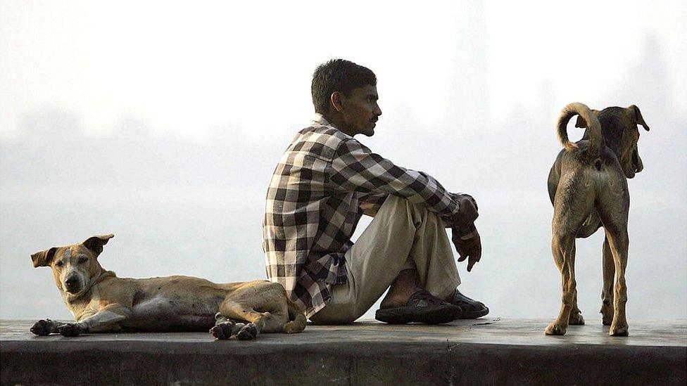 El misterio de las jaurías de “perros asesinos” a las que culpan de la muerte de 12 niños en India