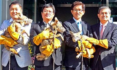 Científico surcoreano clona seis coyotes en peligro de extinción
