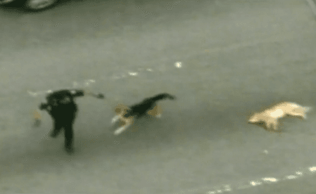 Lealtad canina: cachorro cuida y defiende a su madre herida en NY