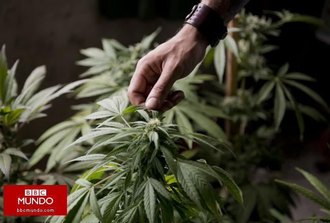 Uruguay: cómo funcionará la producción y venta de mariguana
