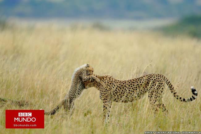 Imágenes impactantes premiadas por National Geographic