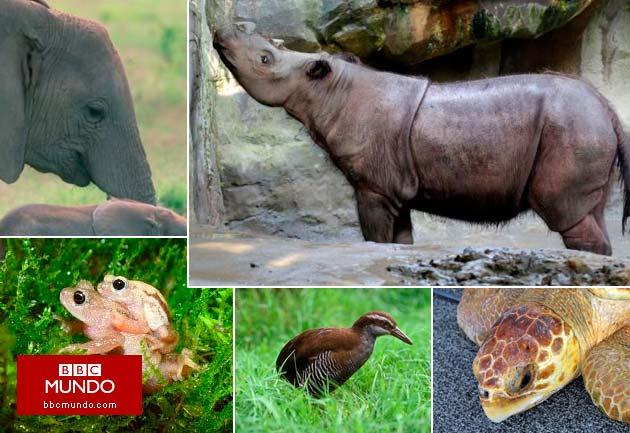 Los últimos de su especie: cómo contar animales amenazados