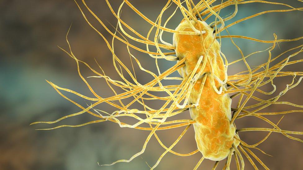 Qué son las ERC, las bacterias “pesadilla” que preocupan a los médicos en Estados Unidos