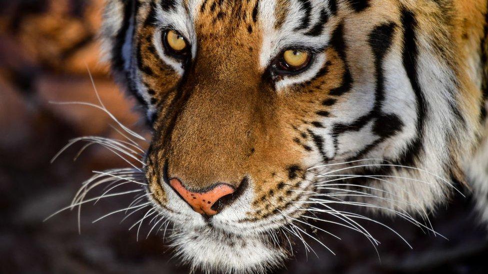 Estados Unidos: se metió en una casa abandonada para fumar marihuana y se encontró con un tigre