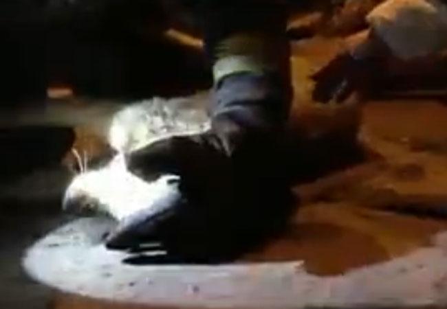 Bombero chileno revive a perro tras incendio