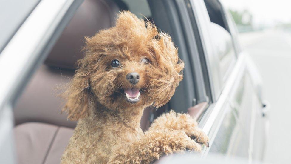 10 curiosidades sobre el mejor amigo del ser humano que quizás no conocías