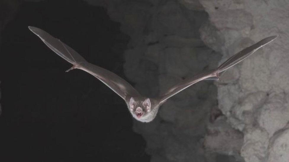 Los secretos en el ADN que explican por qué los murciélagos vampiro se convirtieron en animales sedientos de sangre