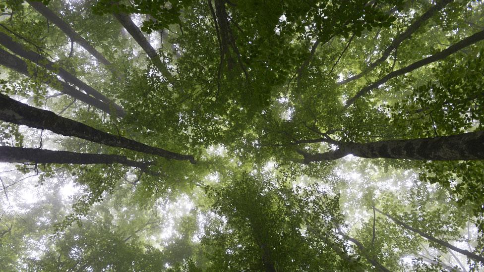 Por qué la Tierra tiene hoy más bosques que en 1982 (y por qué esto no es necesariamente una buena noticia)