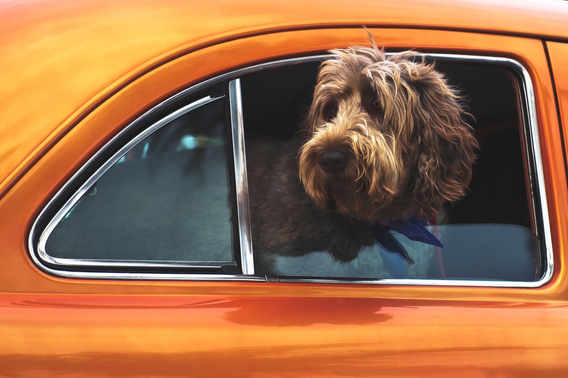 *Por esta razón tu perrito saca la cabeza por la ventana* cuando pasean en auto