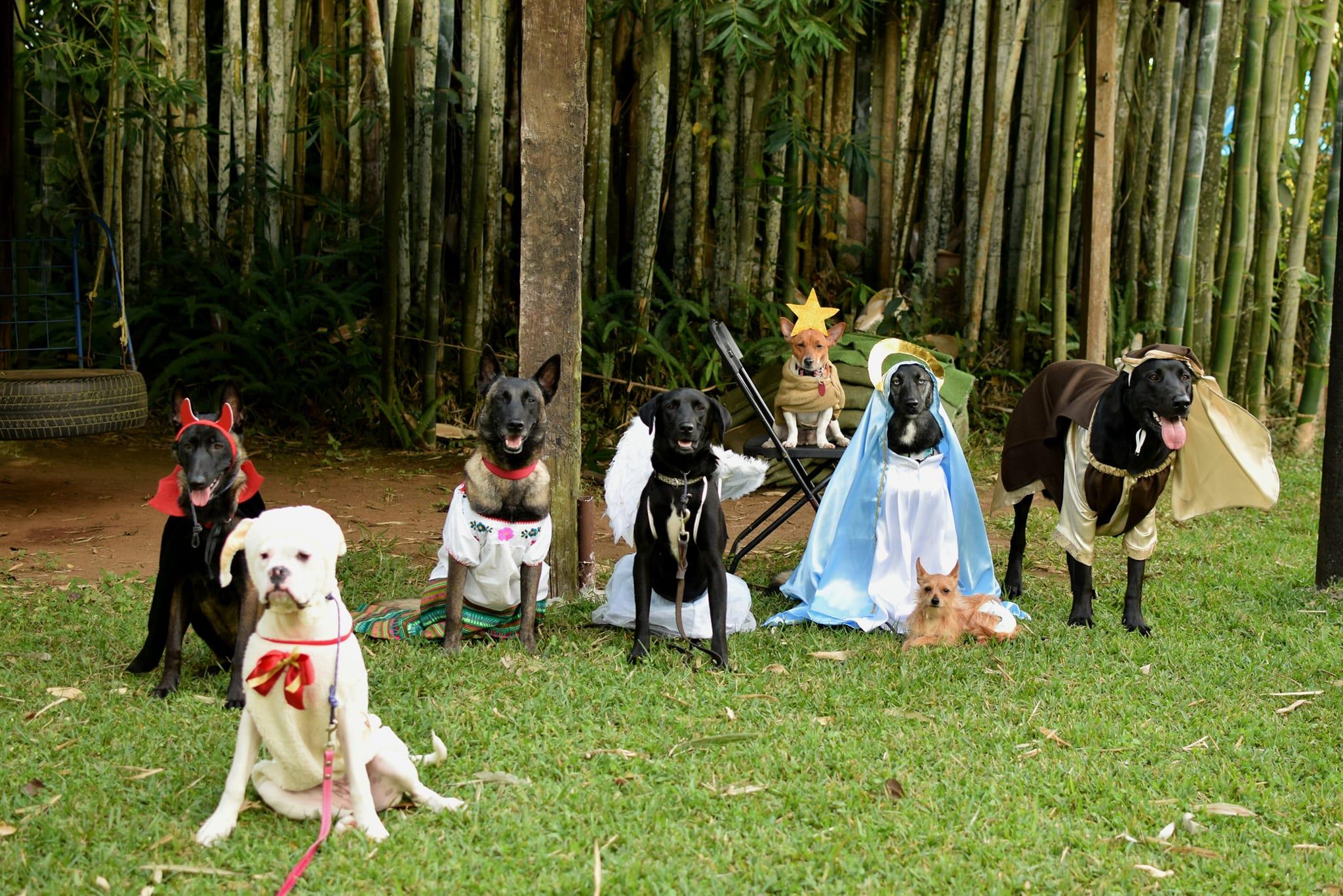 *Esta pastorela de perritos en Veracruz* es lo más bonito que verás en todo el día