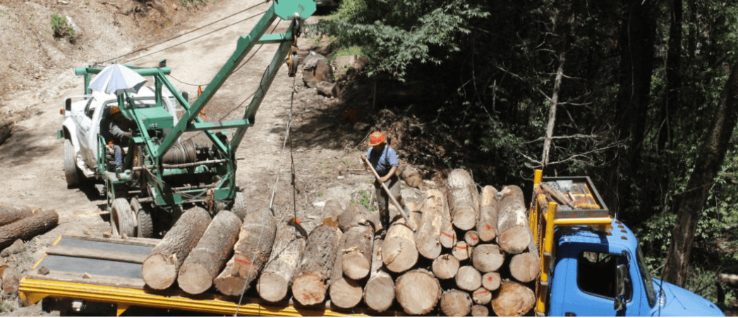 Las deudas ambientales de México en el 2020: defensores asesinados, menos presupuesto y el impacto del COVID