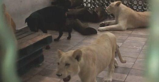 Aseguran a tres leones que vivían en una azotea en la alcaldía de Iztacalco