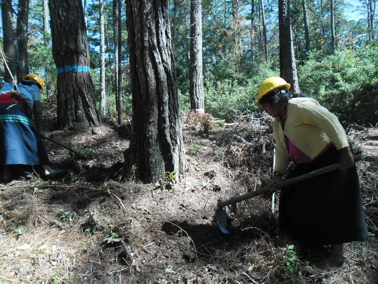 La comunidad indígena en Chiapas que cuida el bosque y construye su futuro