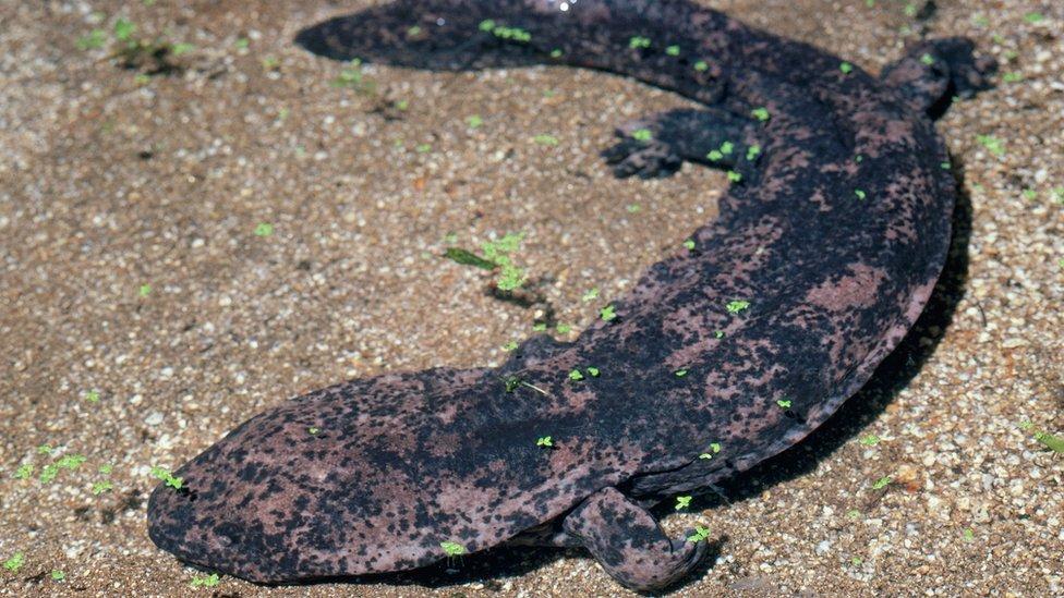 La situación “catastrófica” que enfrenta el mayor anfibio del mundo, considerado un “fósil viviente”