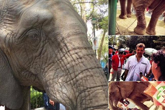 Denuncian ante la Profepa a candidato del Verde por utilizar elefante en campaña