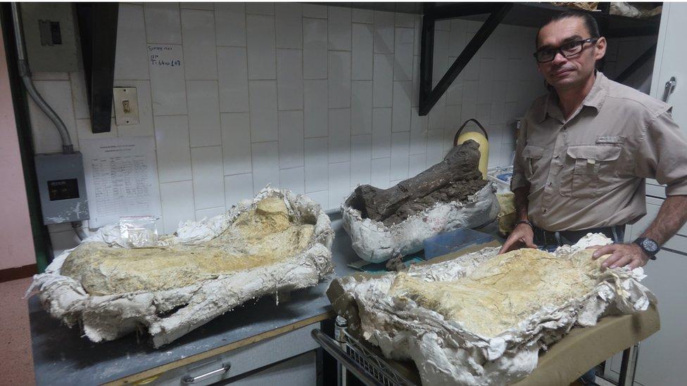 “Yo protesto haciendo ciencia”: el ingenio de un paleontólogo en Venezuela para seguir investigando en medio de la crisis