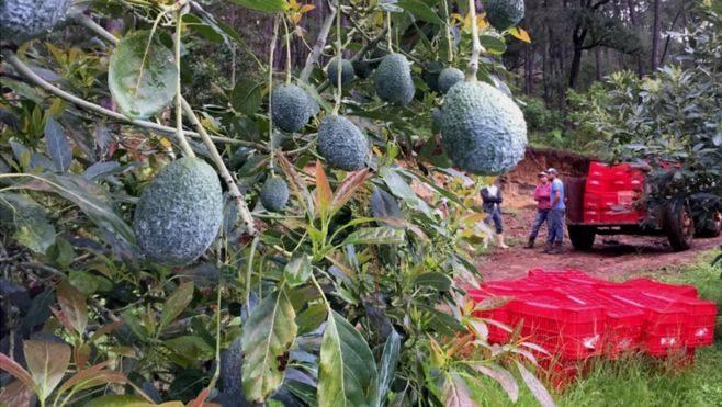La policía de los aguacates que custodia el oro verde de México