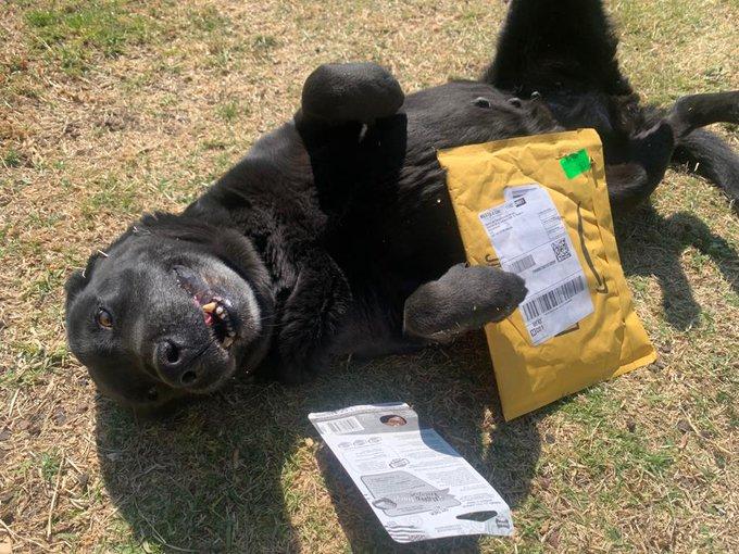 *Perritos rescatados del Metro tienen su wishlist de Amazon* para que todos podamos ayudar