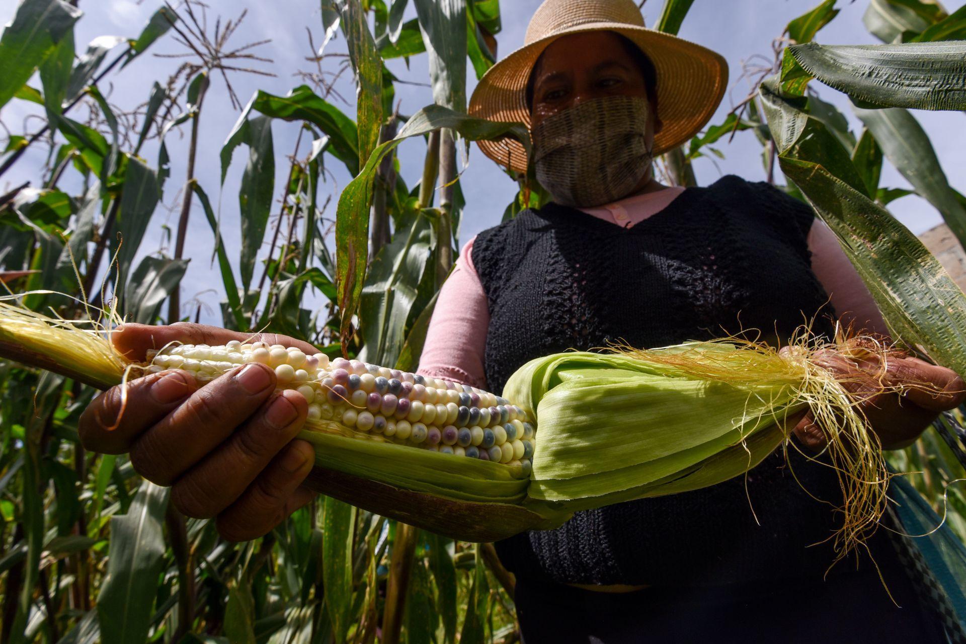 FMI recorta estimado del PIB de México a 6.2% este año y 4% para 2022