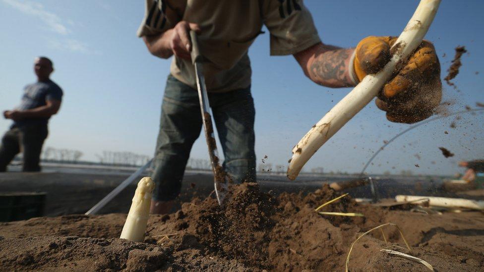 Cómo la muerte de un agricultor de espárragos en Holanda impulsó la creación de una innovadora tecnología robótica