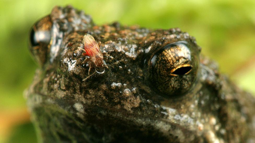 Por qué las ranas de la ciudad son más “sexy” que las de bosque