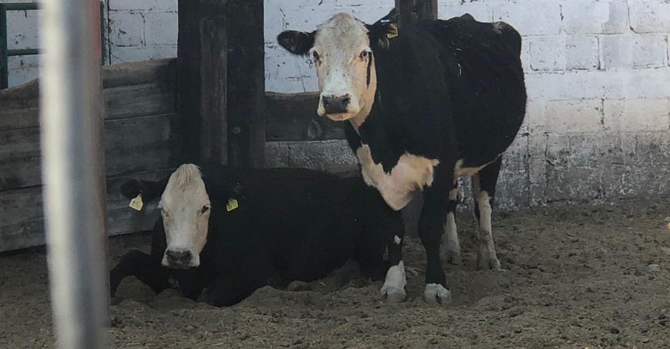 ¿Quién da más? El gobierno de Chihuahua subastará ganados decomisados a César Duarte