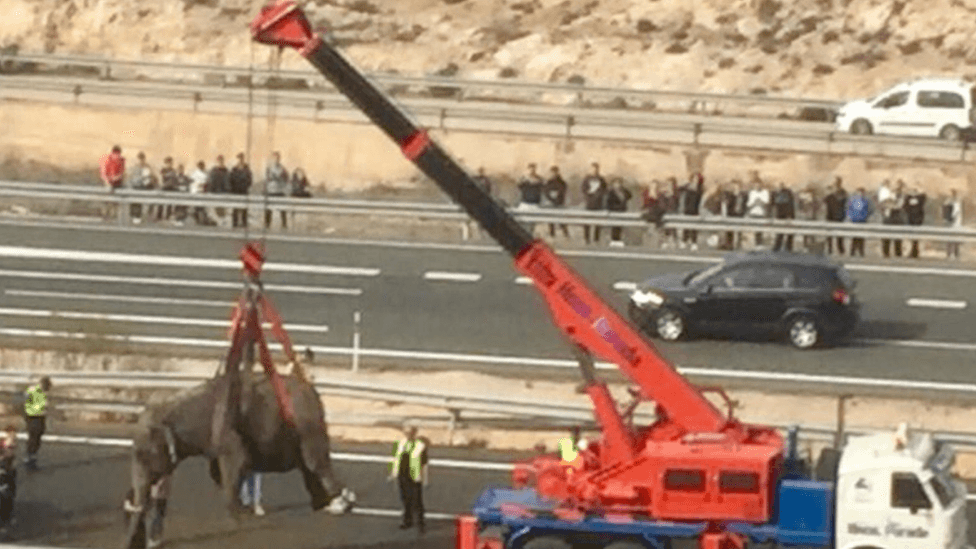 Las insólitas imágenes del inesperado rescate de 5 elefantes accidentados en una autopista del sureste de España