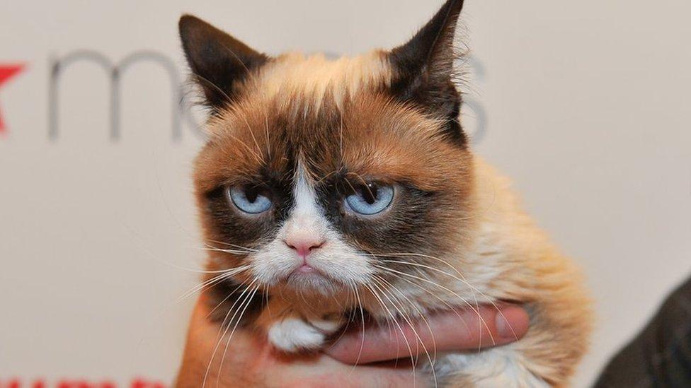 Cómo Grumpy Cat, la popular gata gruñona, ganó una demanda de US$700.000 contra una marca de café