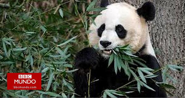 ¿Existen realmente los animales homosexuales?