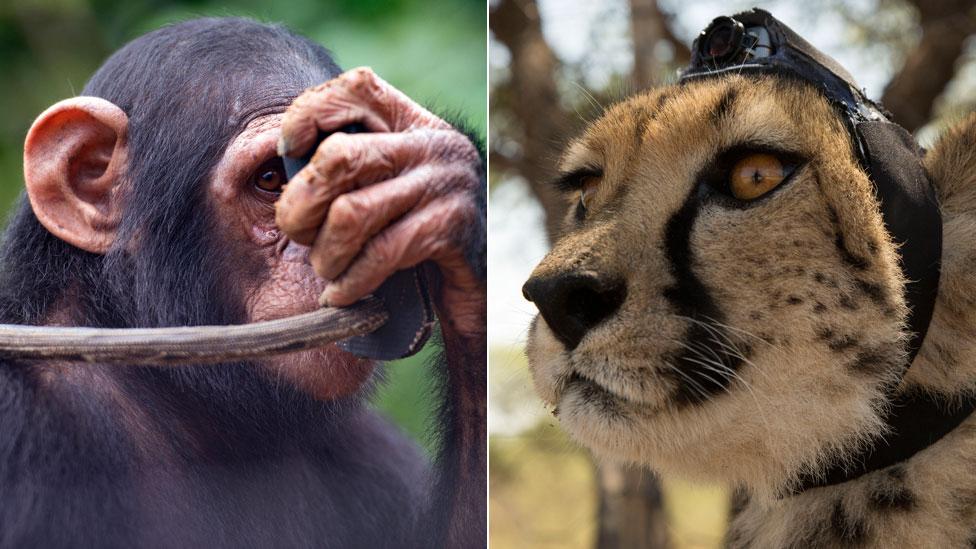 Animales camarógrafos filman los secretos de la naturaleza