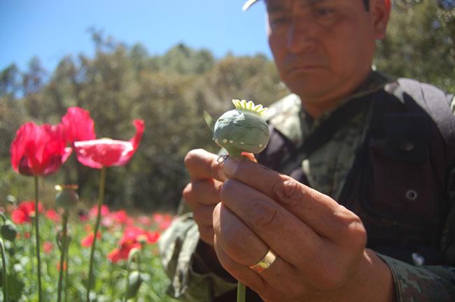 En México, ahora se siembra más amapola que mariguana