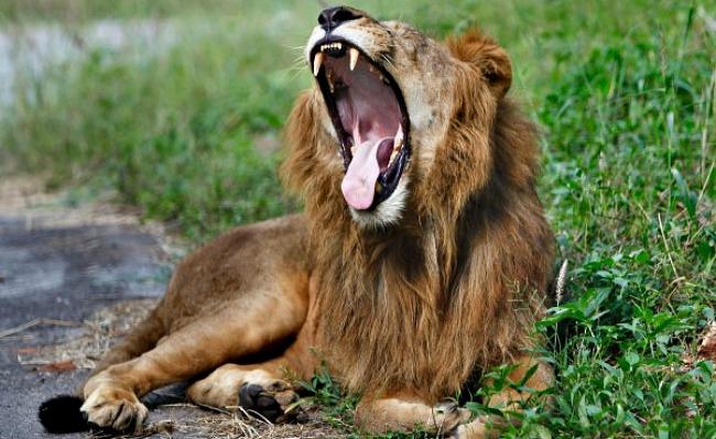 Rescatan dos leones abandonados en un remolque en Yucatán