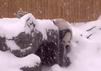 Cachan a un panda haciendo travesuras en la nieve
