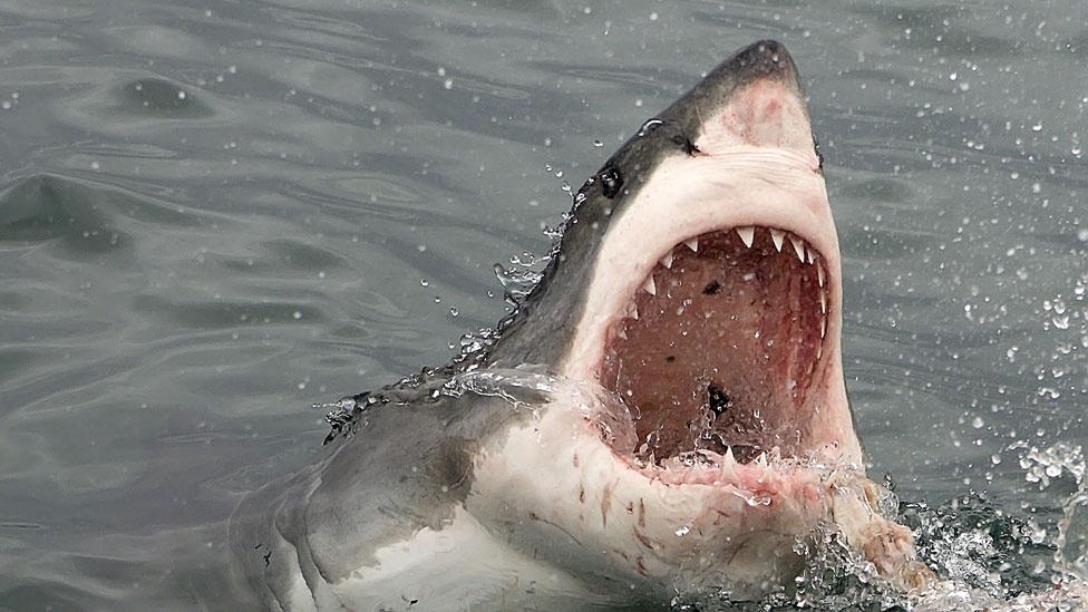 El enigma de los tiburones que aparecieron sin sus hígados, extraídos con “precisión casi quirúrgica”