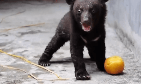 Smudge, el pequeño oso asiático rescatado de una granja de bilis en China