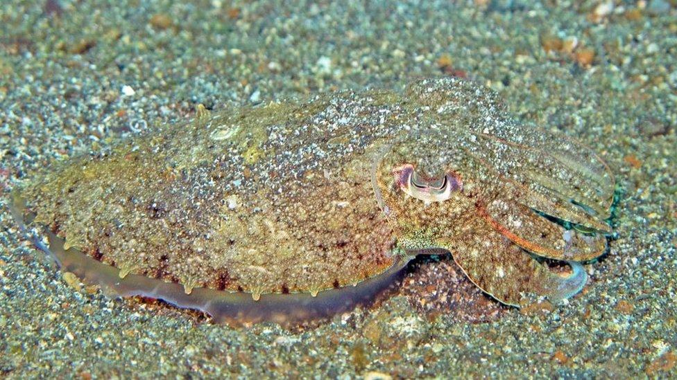 Por qué la sepia, y no el camaleón, es la verdadera maestra del camuflaje