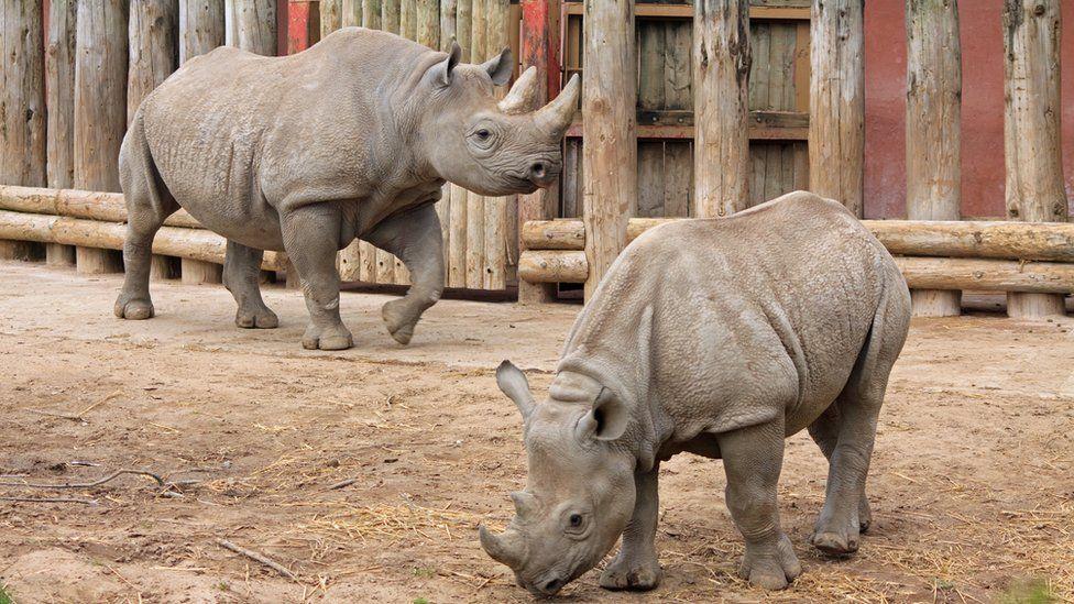 Tras la muerte de Sudán, el último rinoceronte blanco del norte macho, ¿qué otros animales pueden desaparecer y cómo lo saben los científicos?