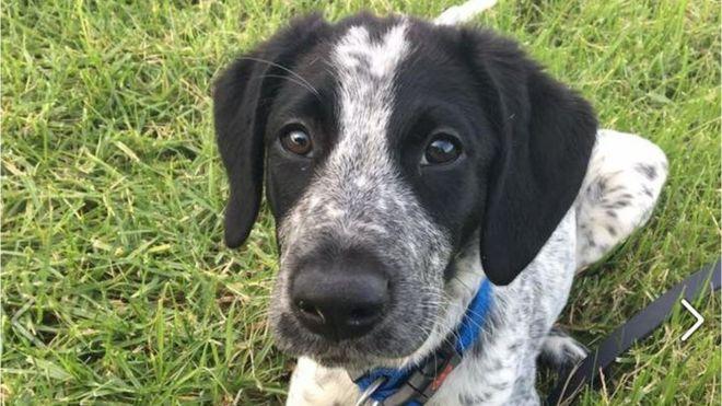 La indignación por la muerte de Grizz, el perro policía que mataron en un aeropuerto de Nueva Zelanda