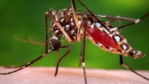 Australia: ¿cómo lograron aislar a una ciudad del dengue durante 4 años?