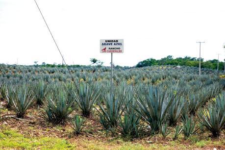 Primero Cuauhtémoc, luego Modelo… ahora José Cuervo podría ser inglesa