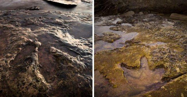El Parque Jurásico de Australia: huellas gigantes de dinosaurio que sólo se ven con marea baja