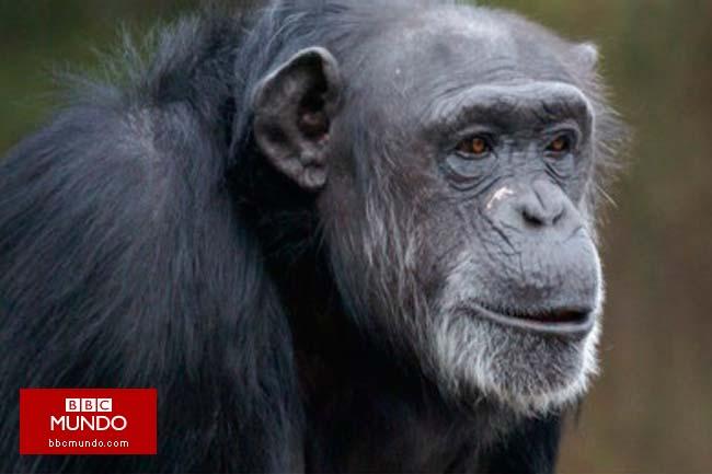 Compartir también es cosa de chimpancés