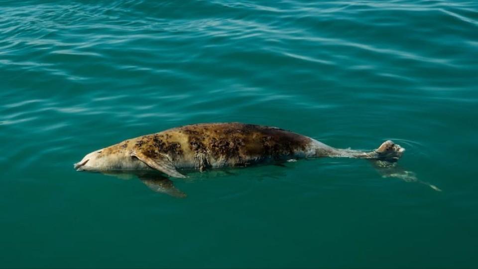 Tras decisión de autorizar la exportación de totoabas en cautiverio, expertos temen el fin de la vaquita marina