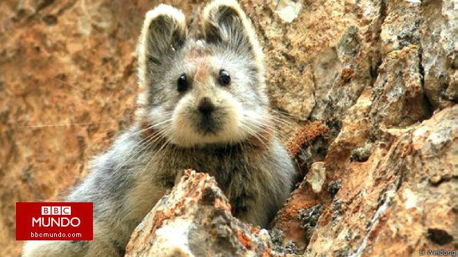 El tierno roedor chino que esta a punto de extinguirse y es sensación en internet