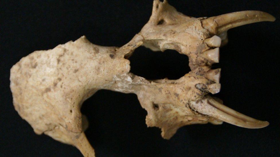 El misterioso mono desconocido para la ciencia que apareció en una tumba en China de más de 2.300 años