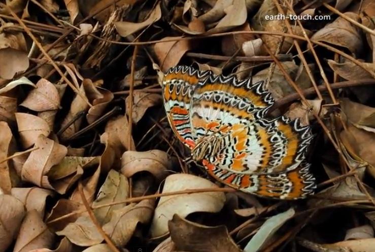 La metamorfósis de una mariposa, a través de un iPhone 4S
