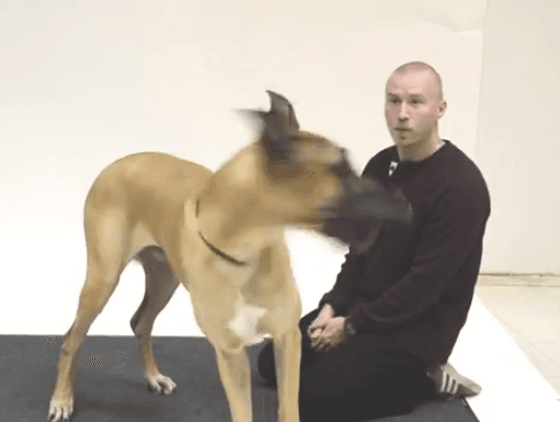 ¿Que qué? Perros reaccionan a ladridos humanos