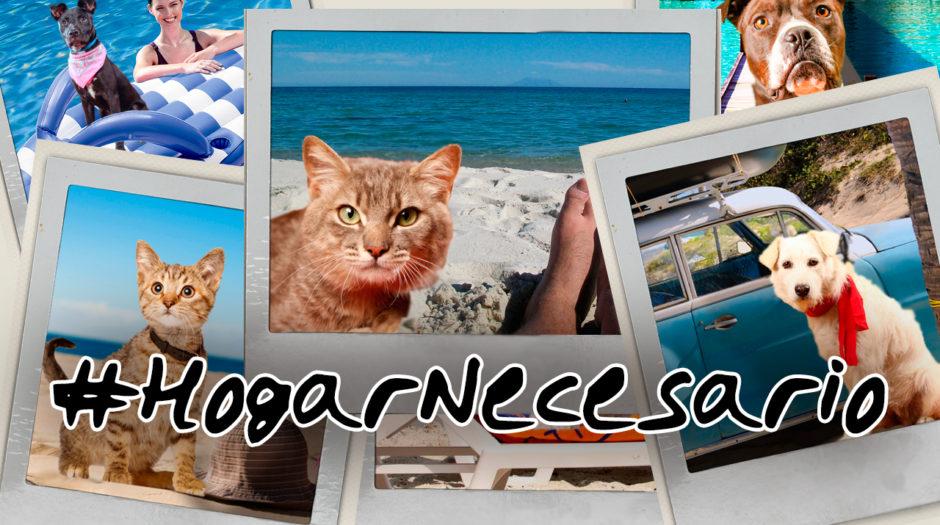 #HogarNecesario: Pasa las mejores vacaciones del verano y adopta a estos hermosos perros y gatos