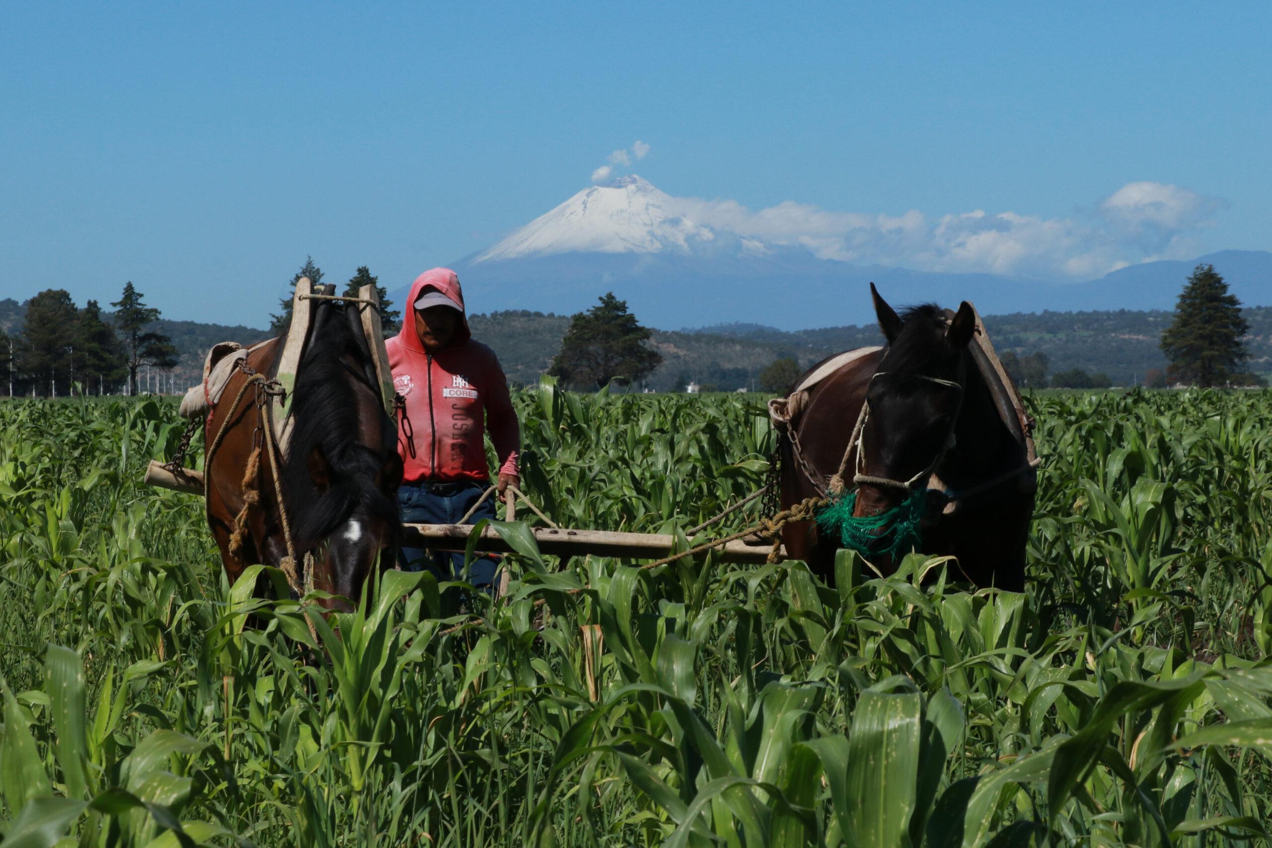 Agricultura elimina programas con los que se desviaron recursos pero crea nuevos sin reglas de operación